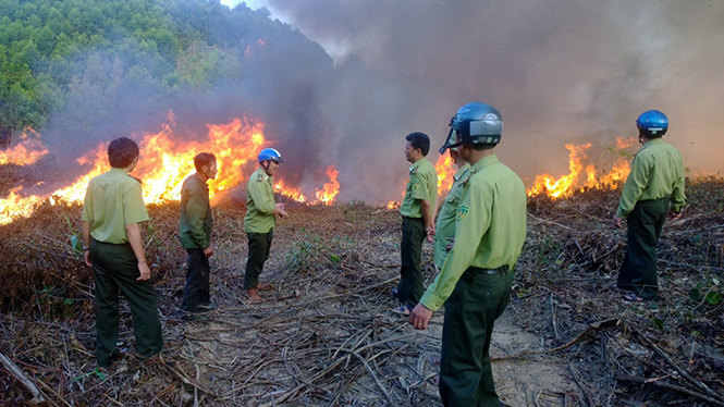 Quảng Ninh: Phát triển và bảo vệ rừng bền vững