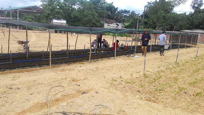 Minh Hóa: Xây dựng vườn ươm giống cây công nghệ cao
