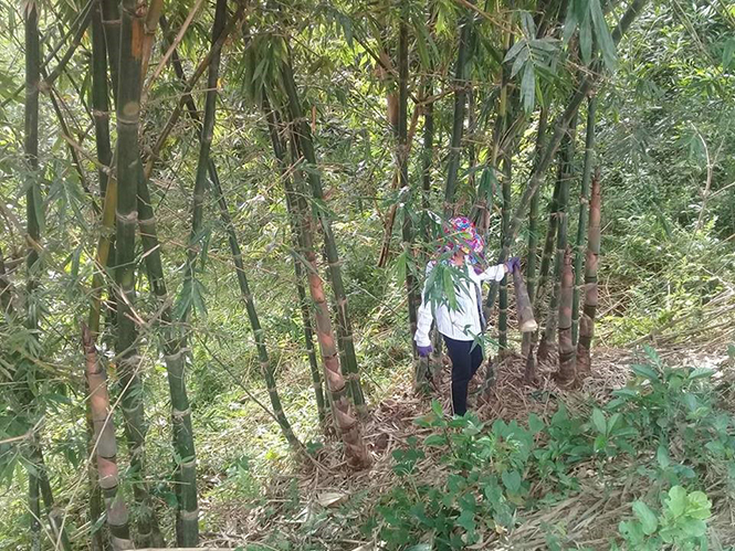 Lợi ích kép từ cây tre măng Bát Độ