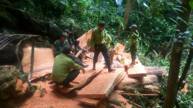 Phát hiện nhóm đối tượng khai thác gỗ trái phép tại xã Thượng Hóa