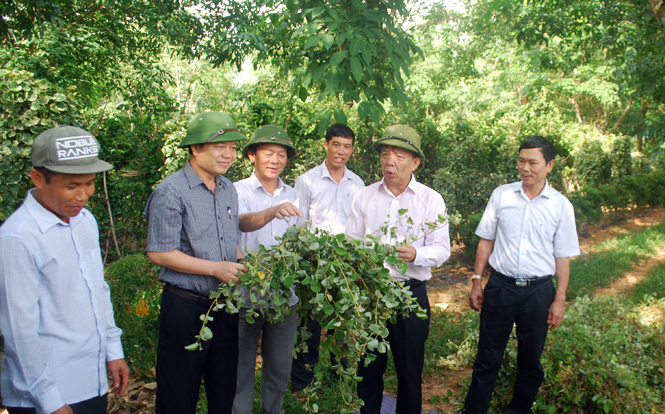 Đồng chí Chủ tịch UBND tỉnh thăm các mô hình sản xuất nông nghiệp tại huyện Bố Trạch
