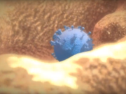 [Videographics] Virus HIV tấn công cơ thể người ra sao?