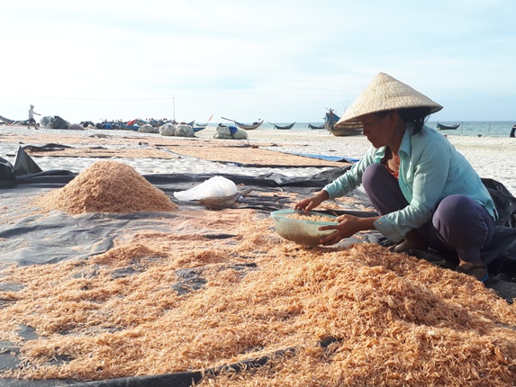 Ngư dân Ngư Thủy Nam được mùa ruốc biển