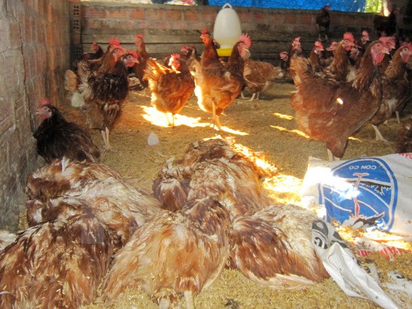 Năm 2018 sẽ có vắcxin cúm A/H5N1 biến chủng mới cho gia cầm