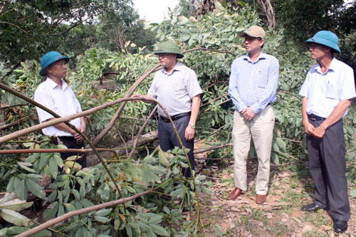 Đồng chí Phó Chủ tịch UBND tỉnh kiểm tra công tác khắc phục hậu quả sau bão tại Công ty CP Lệ Ninh