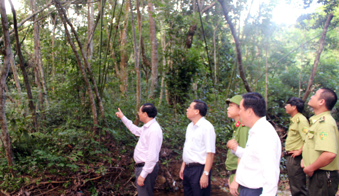 Tăng cường biện pháp ngăn chặn các hành vi xâm hại rừng