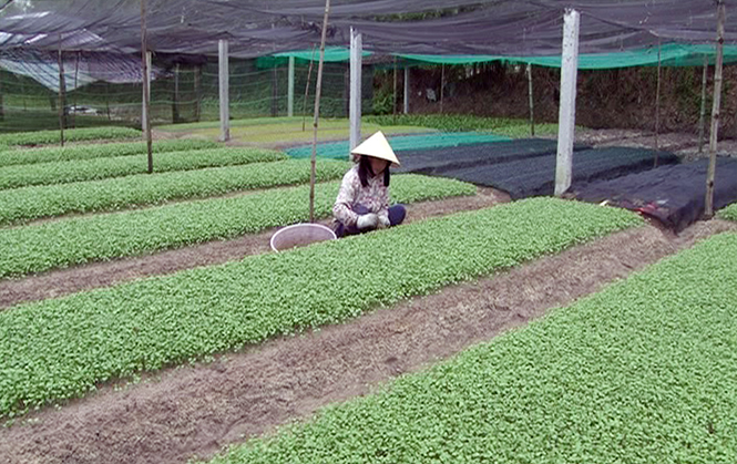 Lệ Thủy: Chuyển đổi thêm 36ha đất lúa kém hiệu quả