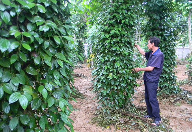 Xã Văn Thủy: Nâng cao vai trò lãnh đạo của Đảng trong phát triển kinh tế