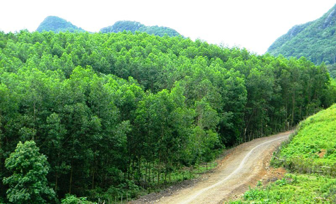 Tịch thu hơn 804m3 gỗ lậu