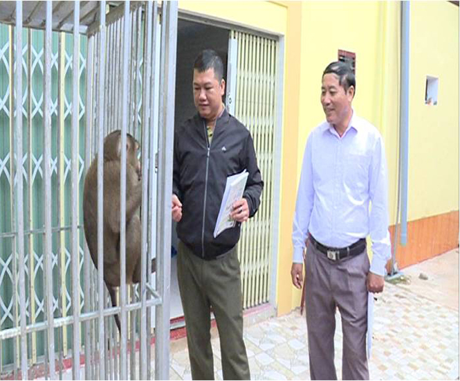 Bố Trạch: Một người dân tự nguyện giao nộp cá thể khỉ