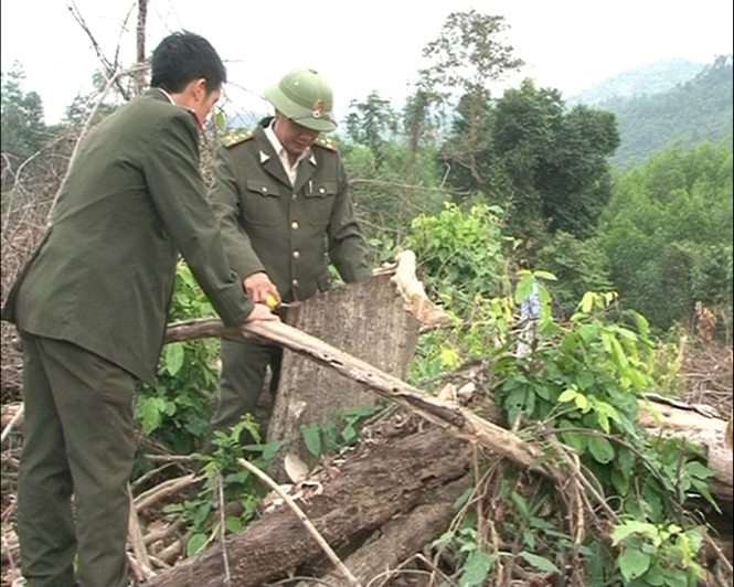 Bố Trạch phát hiện, xử lý 98 vụ vi phạm lâm luật