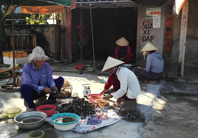 Sản lượng khai thác hàu chỉ đạt 83% so với kế hoạch