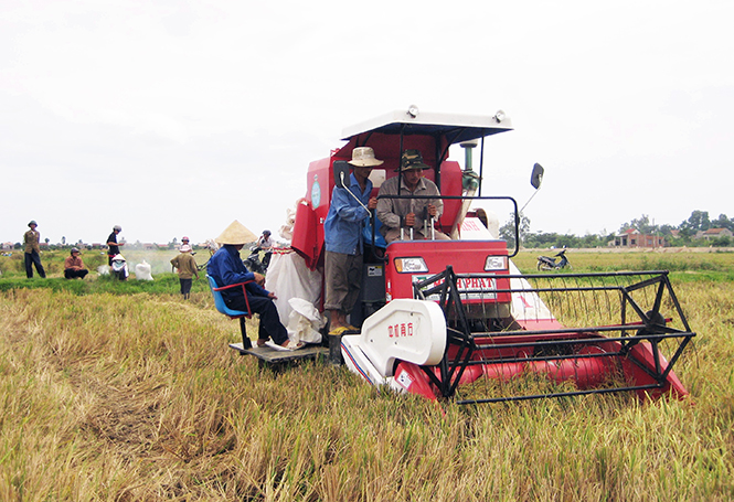 Công tác quản lý nhà nước về giống lúa: Còn lắm bất cập