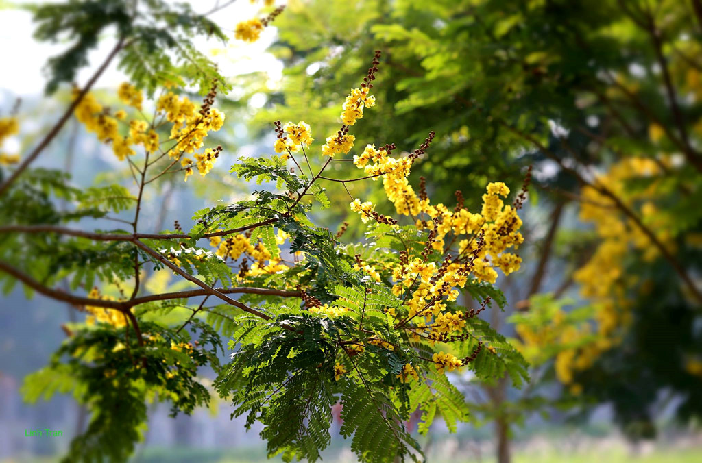 Dưới cơn mưa điệp vàng
