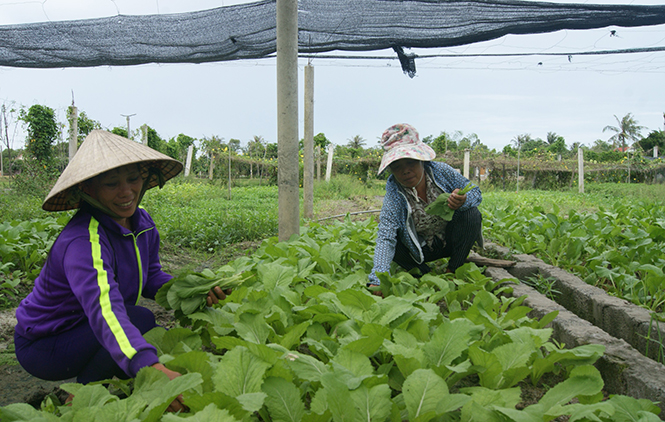 Đảng bộ huyện Quảng Trạch: Tập trung lãnh đạo phát triển kinh tế