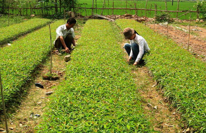 Thị xã Ba Đồn: Bắt và xử lý 26 vụ vi phạm lâm luật