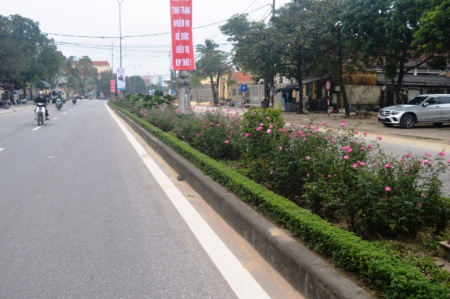 Trồng thử nghiệm một số loại cây xanh đường phố