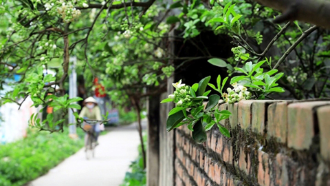 Bao giờ về lại ngõ quê