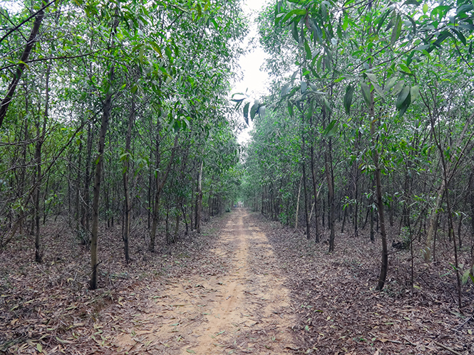 Thế "chân kiềng" ở Sen Thủy