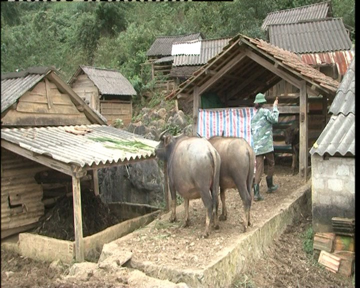 Tập trung phòng, chống rét cho gia súc