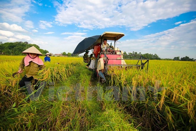 Khoa học công nghệ giúp năng suất lúa Việt Nam đứng đầu ASEAN