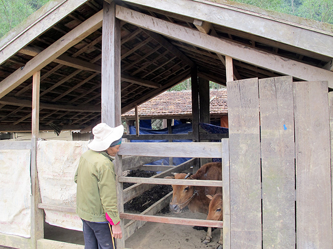 Tăng cường chống rét cho đàn vật nuôi