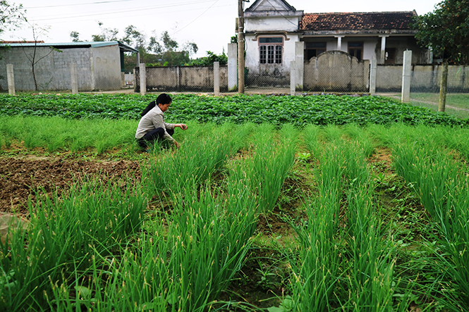Phát huy hiệu quả công tác ủy thác vốn vay