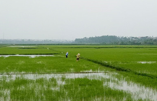 Khẩn trương hoàn thành gieo trồng vụ đông-xuân