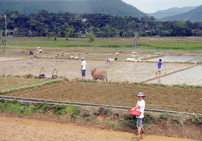 Tập trung phòng, chống rét cho cây trồng, vật nuôi