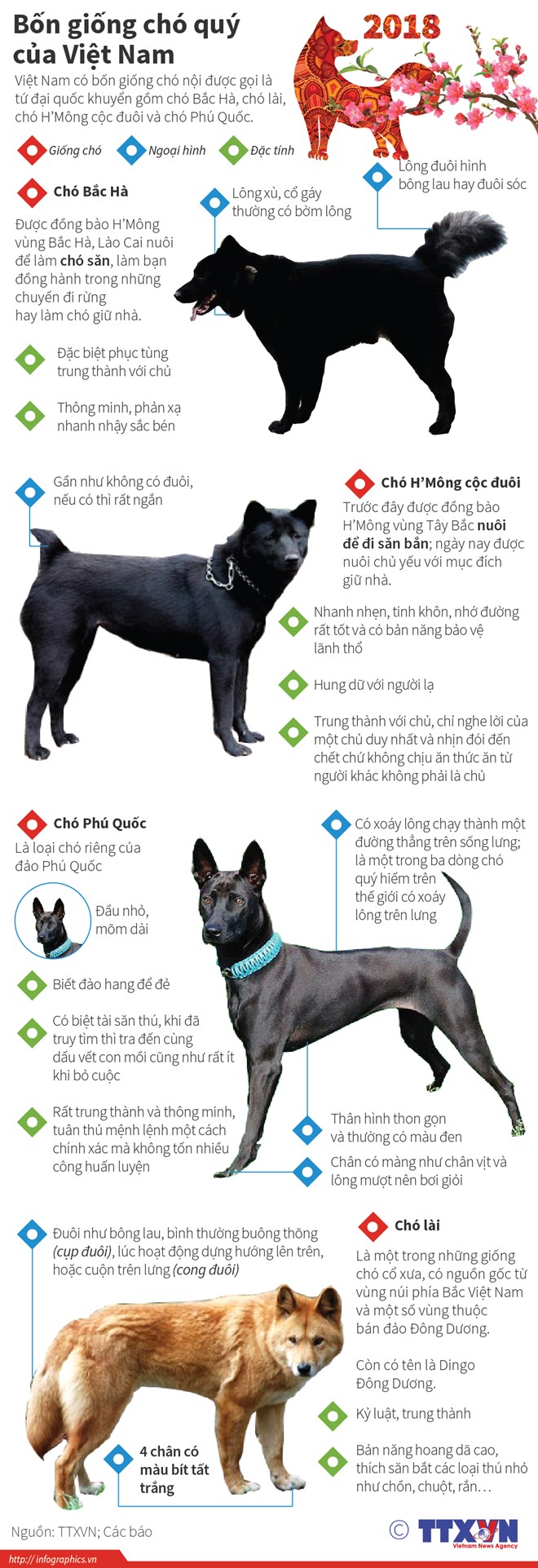 [Infographics] Bốn giống chó "tứ đại quốc khuyển" của Việt Nam