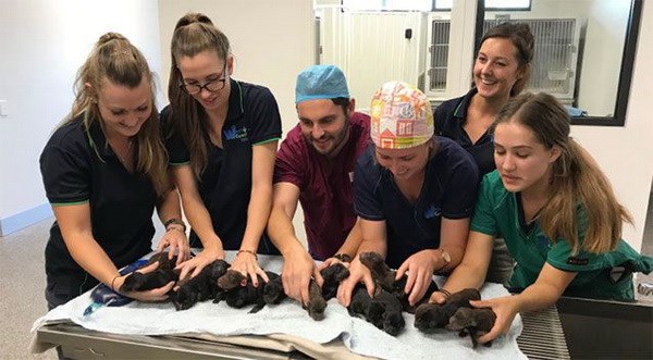Australia: Chó mẹ giống Doberman sinh một lúc 18 chó con