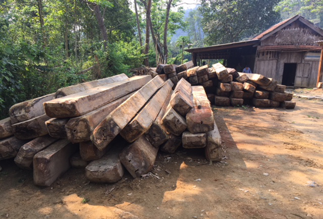 Tăng cường truy quét lâm tặc