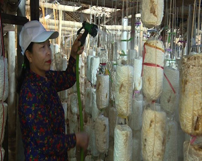 Quảng Trạch: Nâng cao thu nhập từ mô hình trồng nấm sò