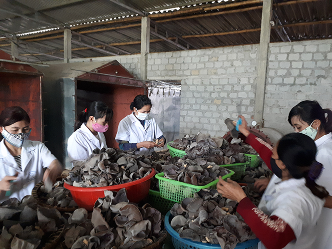 Xây dựng thương hiệu nông sản từ góc nhìn nhà nông - Kỳ 2: Để thương hiệu "chắp cánh" nông sản