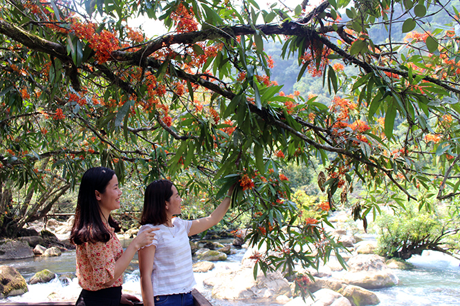 Khi Vàng Anh nở hoa...