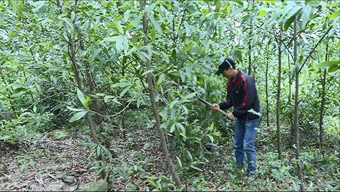 Mô hình kinh tế tổng hợp cho thu nhập cao