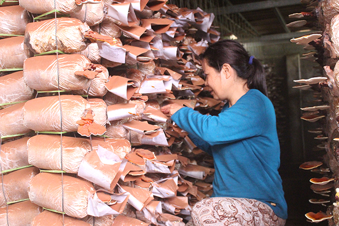 Chị Lược Bắc Tiến