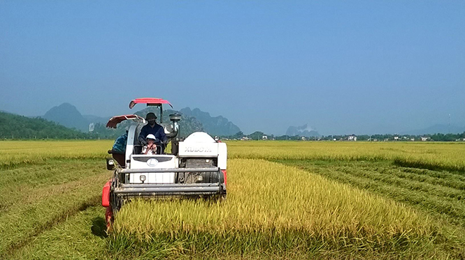 Đẩy mạnh vai trò kinh tế tập thể trong liên kết sản xuất
