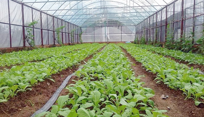 Bố Trạch:  Xây dựng nông thôn mới gắn với tái cơ cấu nông nghiệp