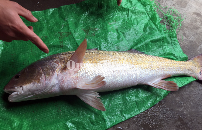 Ngư dân Quảng Trạch đánh bắt được cá nặng 4,2kg nghi là sủ vàng