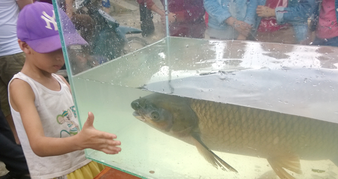 Lễ hội cá Trắm Phong Nha 2018