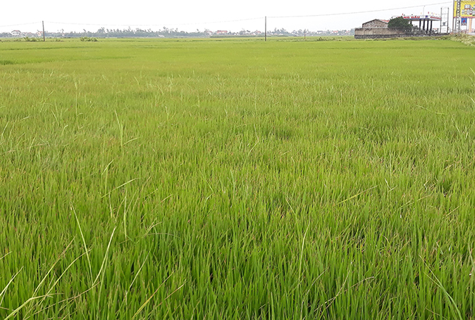 Bố Trạch:  Tăng cường phòng trừ và chăm sóc lúa bị vàng lá do thời tiết