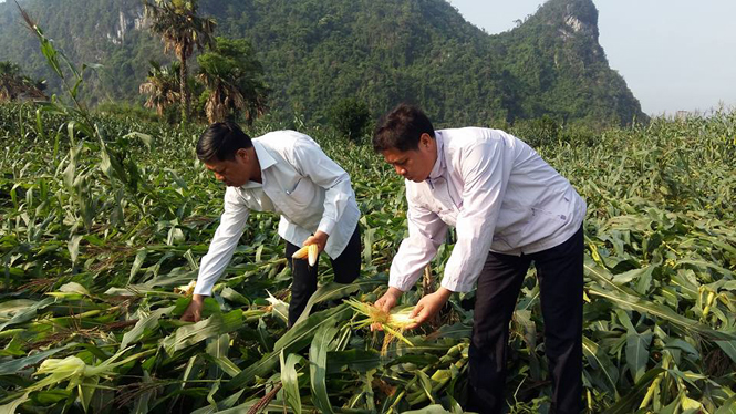 Tuyên Hóa: Lốc xoáy làm gãy đổ nhiều diện tích ngô đông-xuân