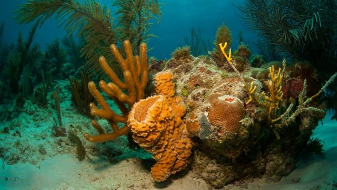 Phát hiện rạn san hô khổng lồ rộng 56.000 km2 ngoài khơi Brazil