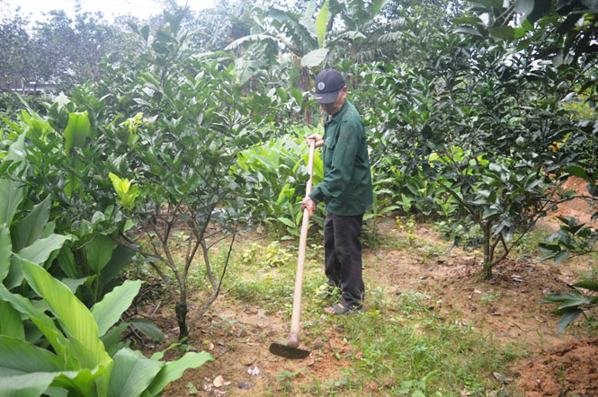 Trồng thử nghiệm giống cam chanh Vũ Quang trên vùng gò đồi huyện Lệ Thủy