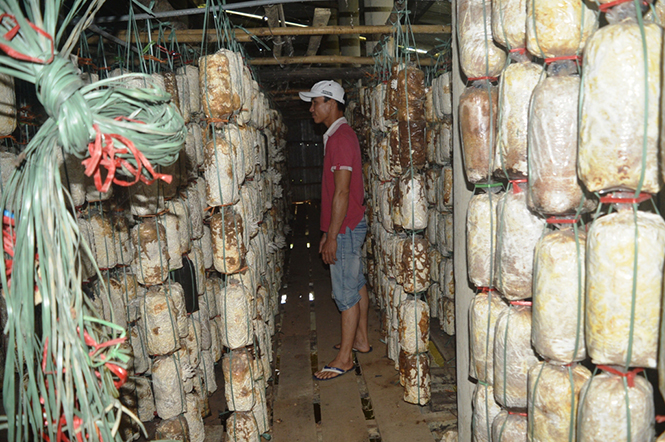 Đưa công nghệ trồng nấm đến với nông dân