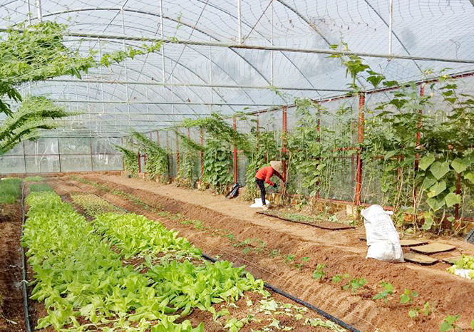 Thách thức lộ trình bền vững nông thôn mới