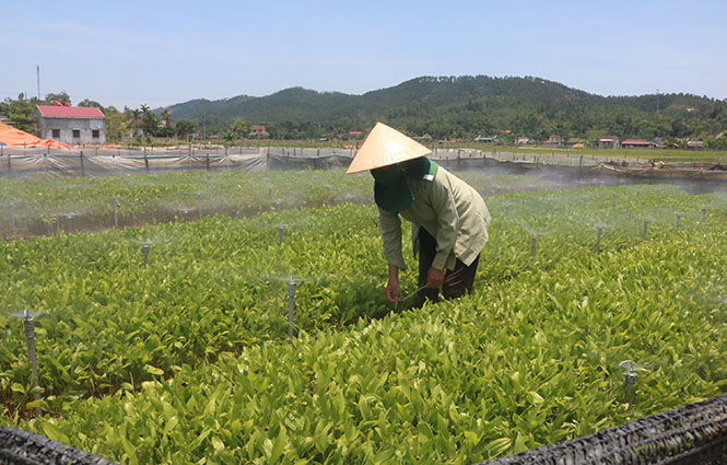 Nỗ lực xây dựng Đảng bộ trong sạch, vững mạnh