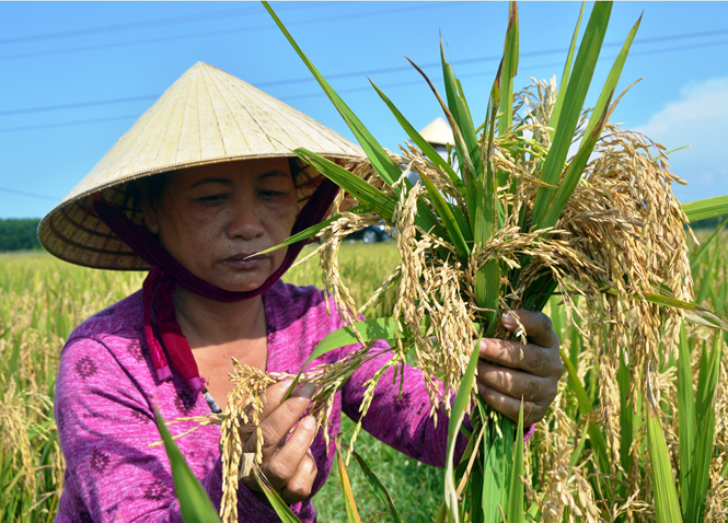 Lệ Thủy: Nhiều nông dân mất mùa vì lúa bị đạo ôn cổ bông, lép hạt