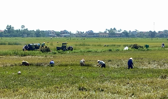 Lệ Thủy: Bắt đầu thu hoạch lúa đông-xuân